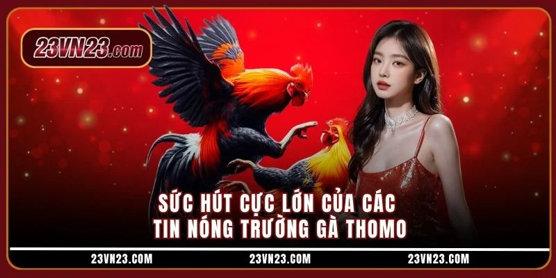 Sức hút cực lớn của các tin nóng trường gà Thomo